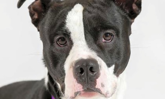 Looking to adopt a pet? Here are 4 delightful doggies to adopt now in Milwaukee