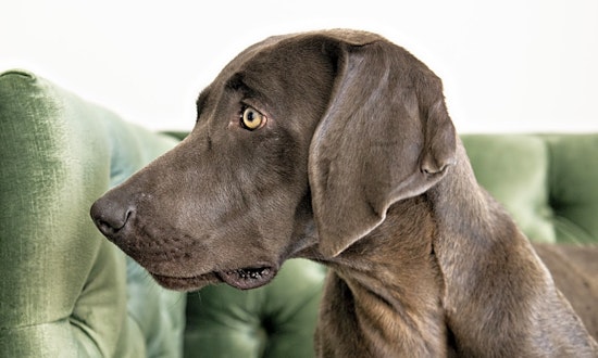 Want to adopt a pet? Here are 7 delightful doggies to adopt now in Minneapolis