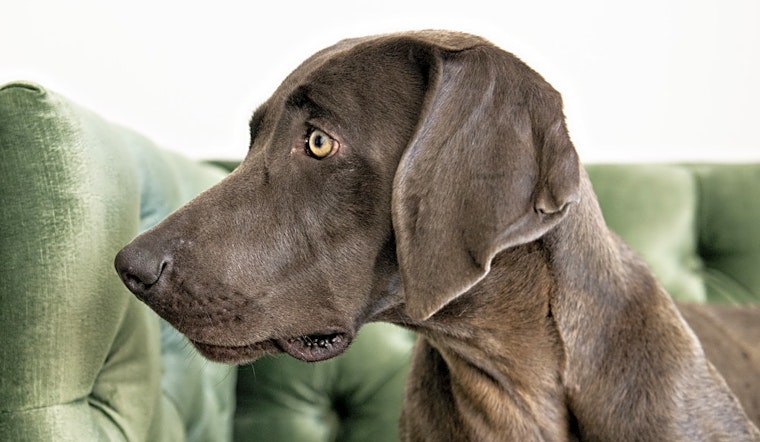 Want to adopt a pet? Here are 7 delightful doggies to adopt now in Minneapolis