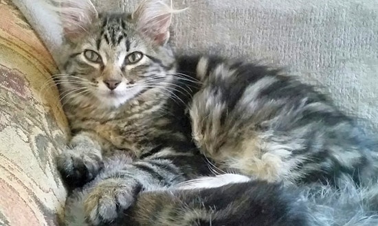 These Saint Paul-based kittens are up for adoption and in need of a good home