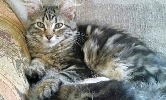 These Saint Paul-based kittens are up for adoption and in need of a good home