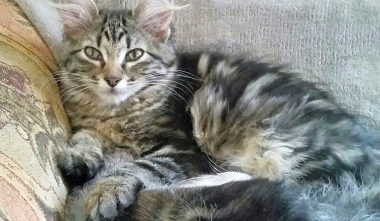 These Saint Paul-based kittens are up for adoption and in need of a good home