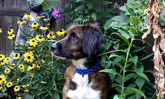 Want to adopt a pet? Here are 7 delightful doggies to adopt now in Chicago