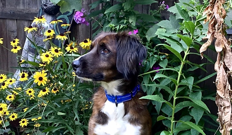 Want to adopt a pet? Here are 7 delightful doggies to adopt now in Chicago