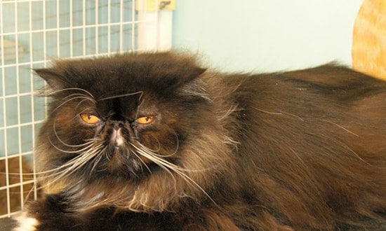 Looking to adopt a pet? Here are 7 cute kitties to adopt now in Memphis
