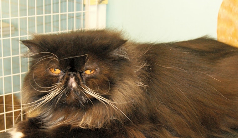 Looking to adopt a pet? Here are 7 cute kitties to adopt now in Memphis