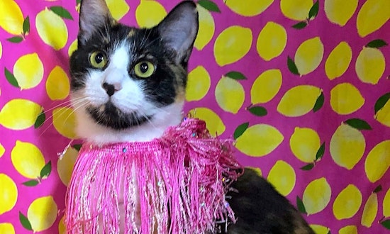 7 charming cats to adopt now in Kansas City
