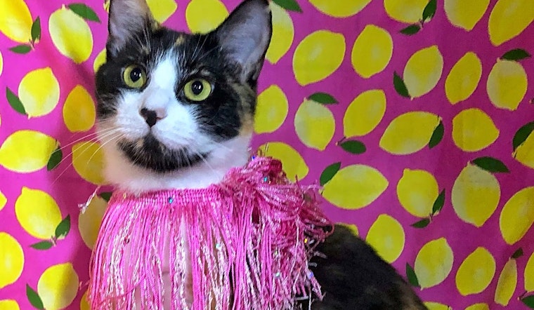 7 charming cats to adopt now in Kansas City