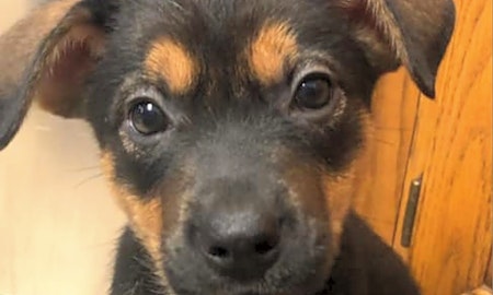 These Wichita-based puppies are up for adoption and in need of a good home