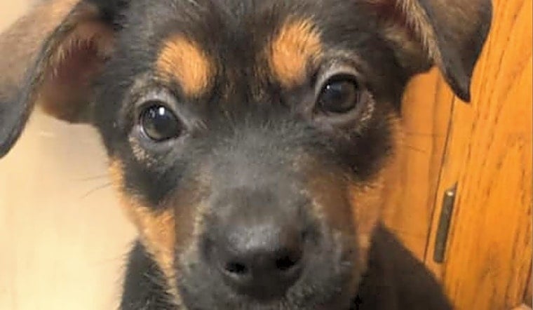 These Wichita-based puppies are up for adoption and in need of a good home