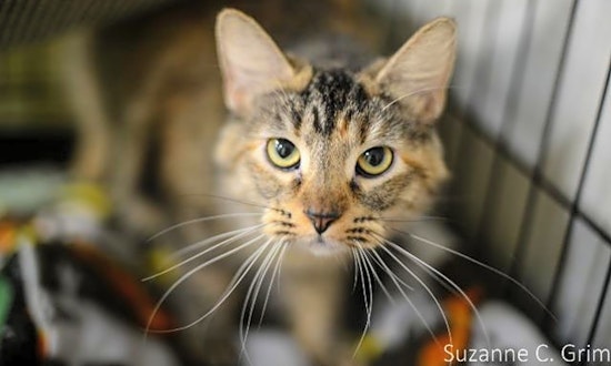 7 cool kitties to adopt now in New Orleans