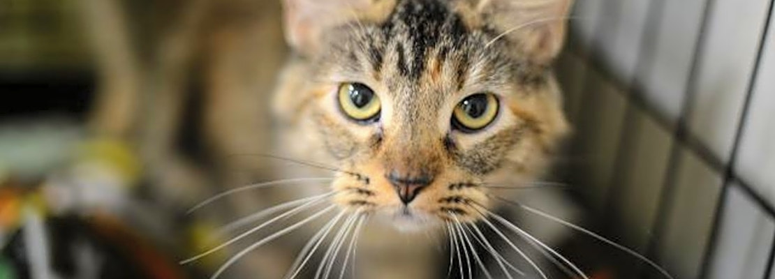 7 cool kitties to adopt now in New Orleans