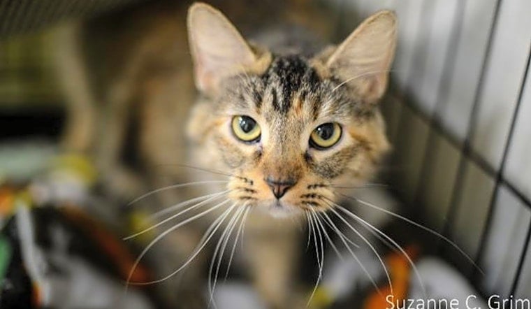 7 cool kitties to adopt now in New Orleans