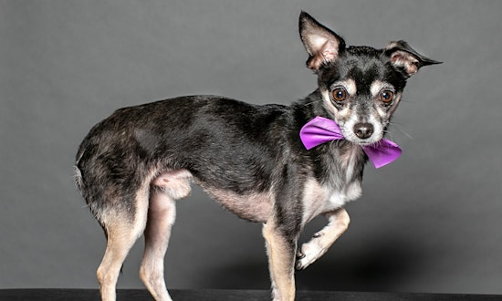 Want to adopt a pet? Here are 6 lovable pups to adopt now in Houston