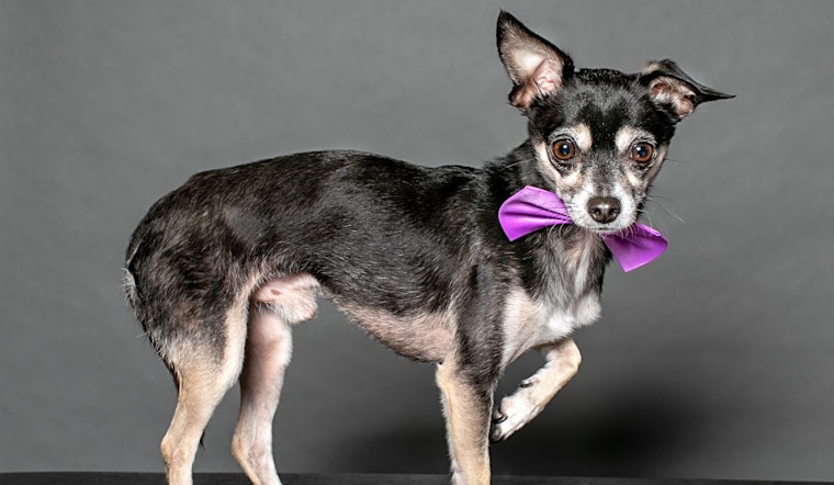 Want to adopt a pet? Here are 6 lovable pups to adopt now in Houston
