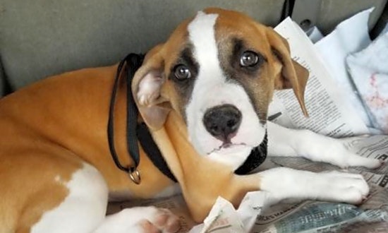 4 perfect pups to adopt now in San Antonio