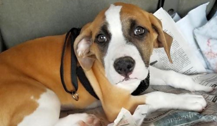 4 perfect pups to adopt now in San Antonio