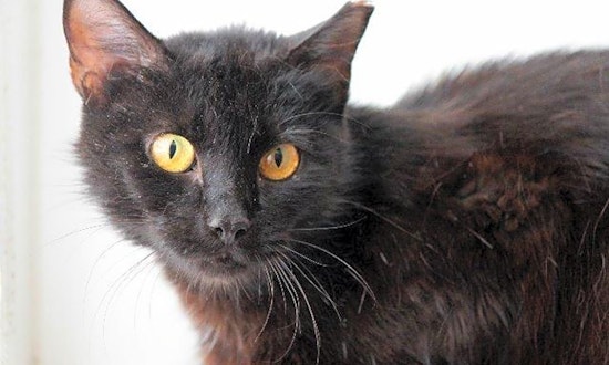 Looking to adopt a pet? Here are 7 cool kitties to adopt now in St. Louis
