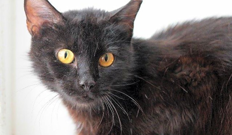 Looking to adopt a pet? Here are 7 cool kitties to adopt now in St. Louis