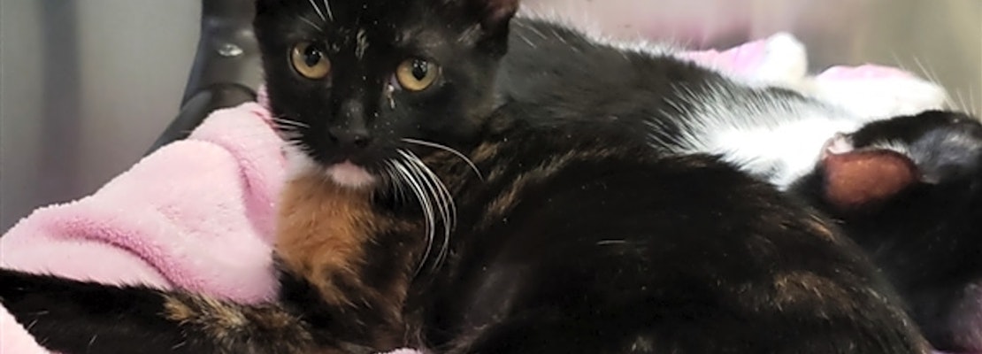 These Corpus Christi-based felines are up for adoption and in need of a good home