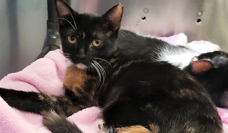 These Corpus Christi-based felines are up for adoption and in need of a good home