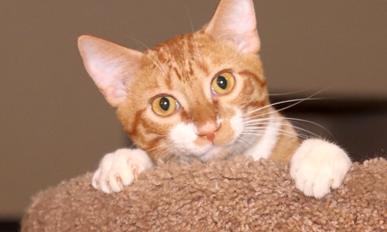 These Fort Worth-based cats are up for adoption and in need of good homes