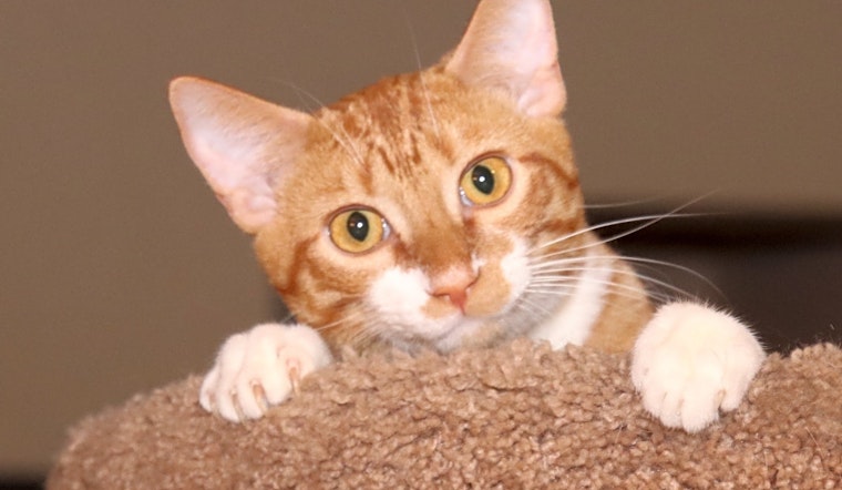 These Fort Worth-based cats are up for adoption and in need of good homes
