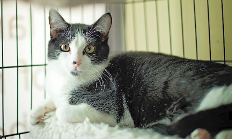 3 furry felines to adopt now in Arlington