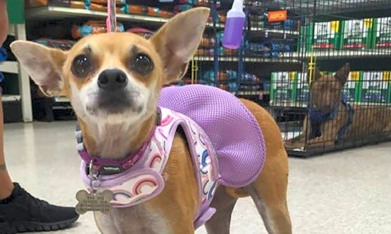 Looking to adopt a pet? Here are 7 lovable pups to adopt now in Oklahoma City