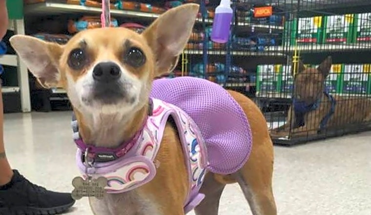 Looking to adopt a pet? Here are 7 lovable pups to adopt now in Oklahoma City