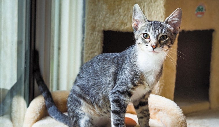 6 fluffy felines to adopt now in Tulsa