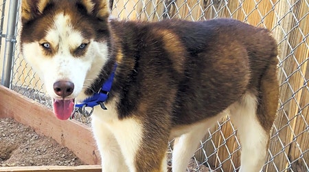 Looking to adopt a pet? Here are 7 lovable pups to adopt now in Albuquerque