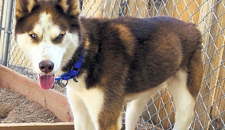 Looking to adopt a pet? Here are 7 lovable pups to adopt now in Albuquerque