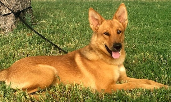 Want to adopt a pet? Here are 6 cuddly canines to adopt now in Colorado Springs