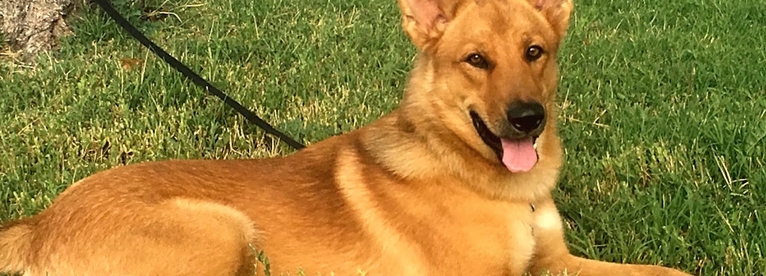 Want to adopt a pet? Here are 6 cuddly canines to adopt now in Colorado Springs