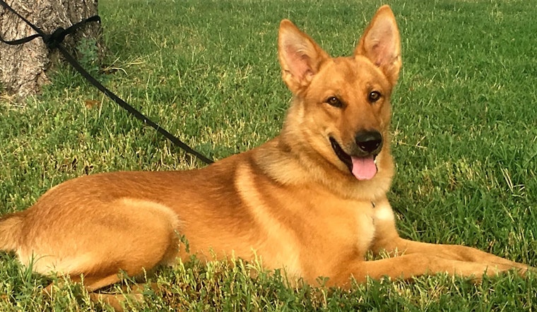 Want to adopt a pet? Here are 6 cuddly canines to adopt now in Colorado Springs