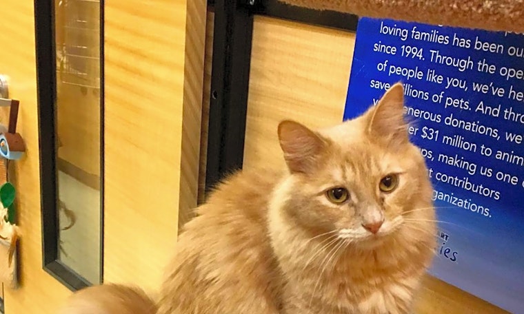 These Las Vegas-based kitties are up for adoption and in need of a good home