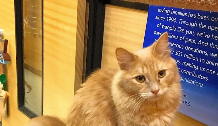 These Las Vegas-based kitties are up for adoption and in need of a good home