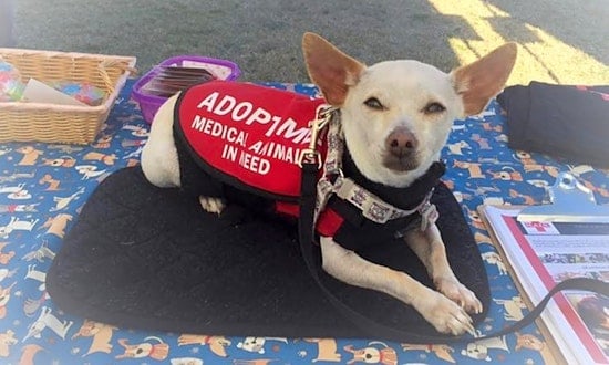 These Phoenix-based dogs are up for adoption and in need of a good home