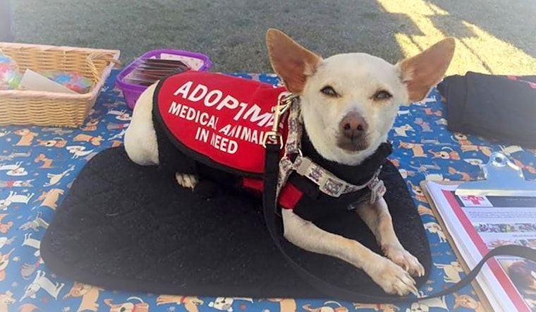 These Phoenix-based dogs are up for adoption and in need of a good home