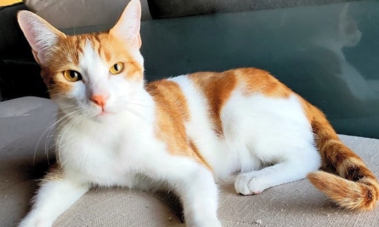 Want to adopt a pet? Here are 6 lovable kitties to adopt now in Mesa