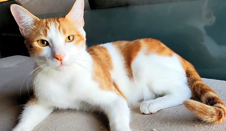 Want to adopt a pet? Here are 6 lovable kitties to adopt now in Mesa