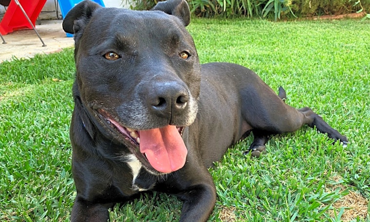 Looking to adopt a pet? Here are 6 cuddly canines to adopt now in Los Angeles