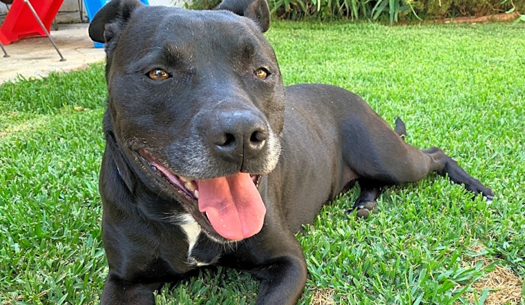 Looking to adopt a pet? Here are 6 cuddly canines to adopt now in Los Angeles