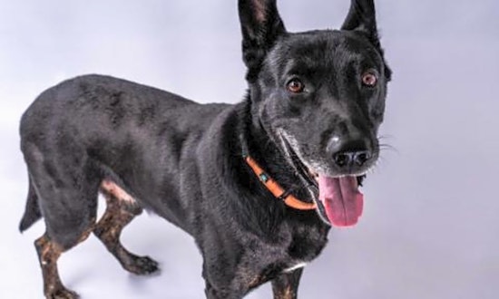 These Long Beach-based canines are up for adoption and in need of a good home