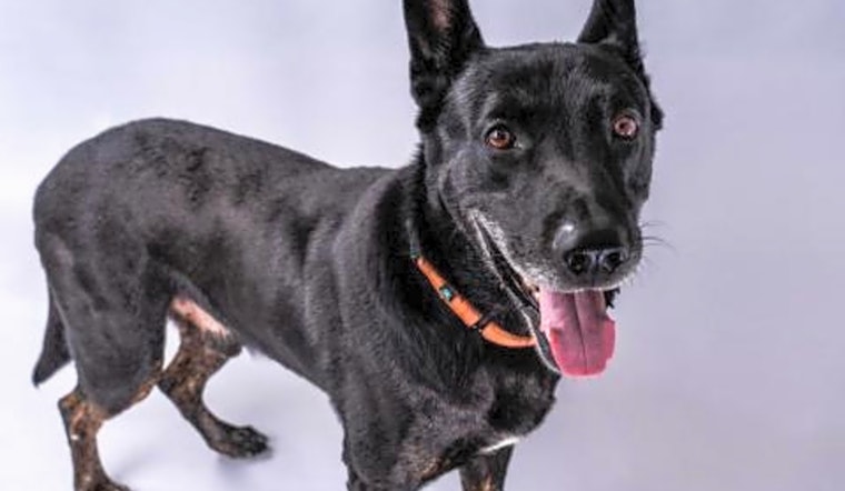 These Long Beach-based canines are up for adoption and in need of a good home