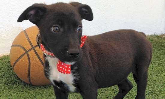 6 adorable pups up for adoption in San Diego