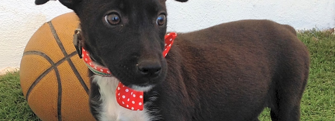 6 adorable pups up for adoption in San Diego