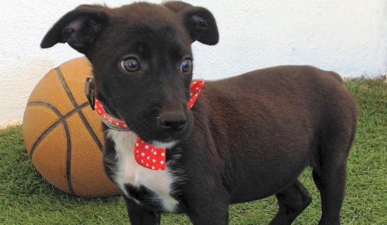 6 adorable pups up for adoption in San Diego