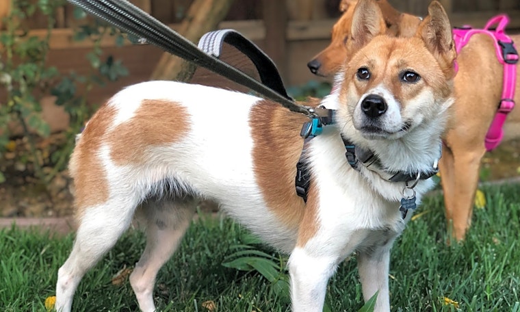 7 cuddly canines to adopt now in San Jose